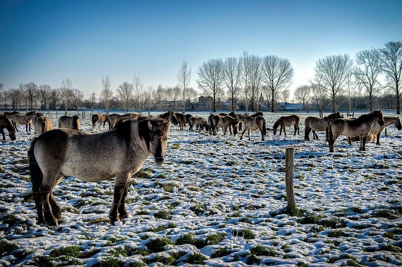 neige par Bas Quaedvlieg