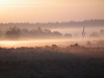Mist op de hei.