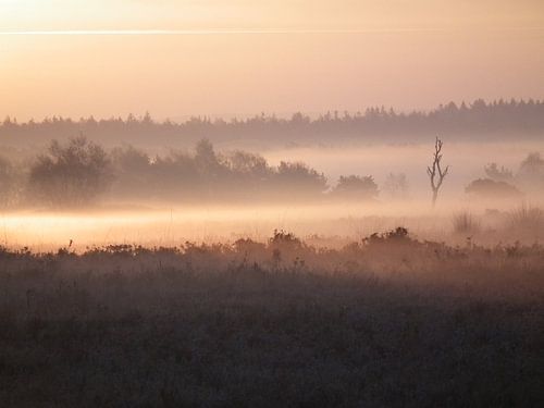 Mist op de hei.