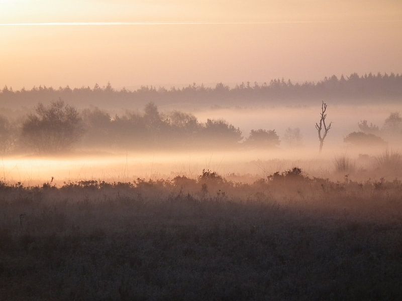 Mist op de hei. by Elja Hilboesen