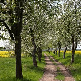 Piste cyclable bordée de pommiers en fleurs sur Karina Baumgart