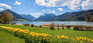 Tulpenbed in het kuurpark van Schliersee met uitzicht op de bergen