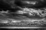 Schoorlse Duinen national park van Alessia Peviani thumbnail