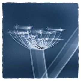 windblown by Ruud Otter