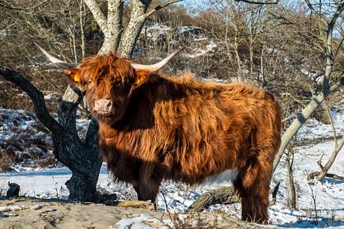 Le Highlander écossais brun-orange regarde droit dans la caméra