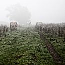 Mystische pferde im nebel (nr. 3 von 8) von Ramona Stravers Miniaturansicht