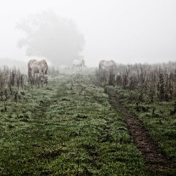 Mystische pferde im nebel (nr. 3 von 8) von Ramona Stravers