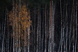 Forêt de pins sombres Veluwe