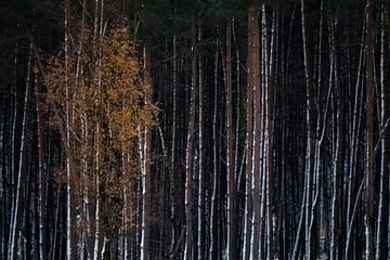 Donker dennenbos Veluwe van Danny Slijfer Natuurfotografie