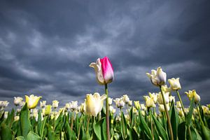 Blühende weiße Tulpen und eine rosa Tulpe im Frühling