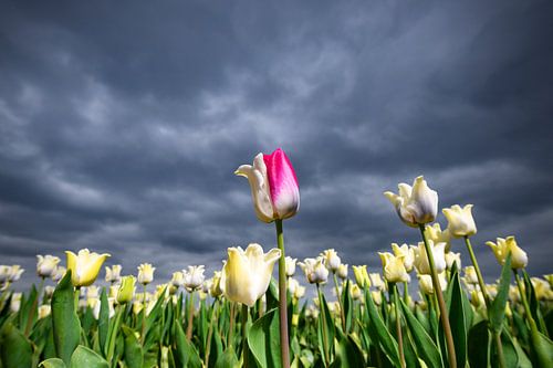 Bloeiende witte tulpen en een roze tulp tijdens de lente
