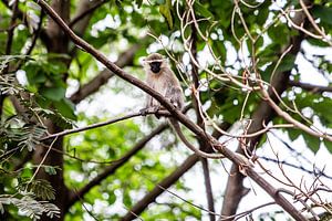 Singe sur une branche près du Nil en Ouganda