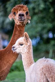 Alpaca moeder met kind van Eva Cameron