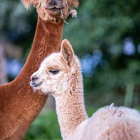 Alpaca moeder met kind van Eva Cameron