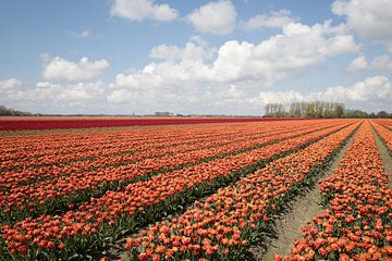 een tulpenveld met oranje tulpen van W J Kok
