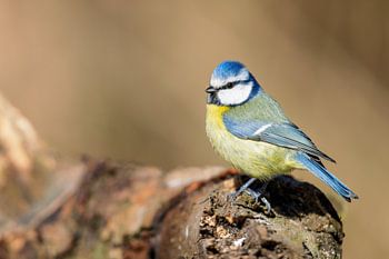 Blue tit (Cyanistes caeruleus)