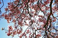 Blossom in bloom