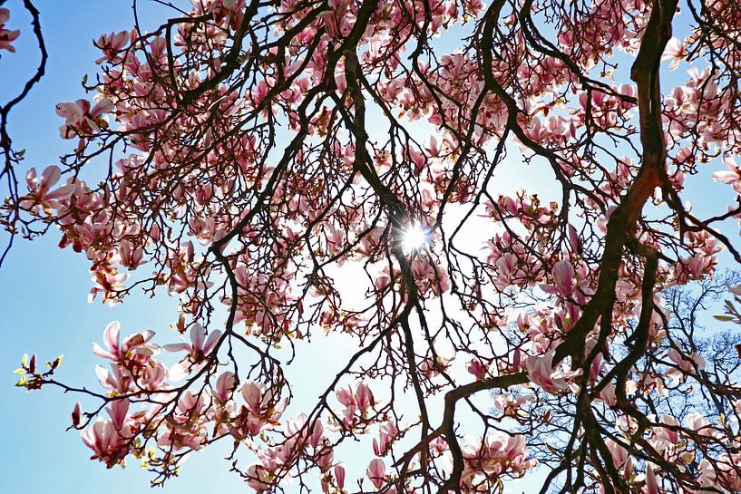 Blossom in bloom by Debby Helderop