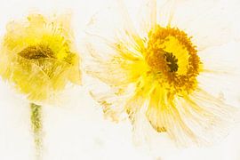 Weißer Mohn in Eis 2