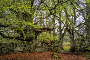 Der Torwächter im Widdon Wood, Großbritannien von Lars van de Goor