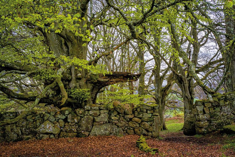 Le gardien par Lars van de Goor