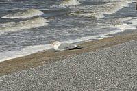 Seagull on dike