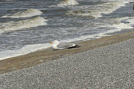 Seagull on dike by Philipp Klassen