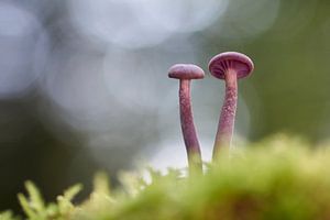 Zwei kleinen Violetten Lacktrichterlingen