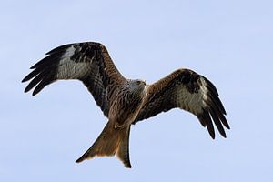 Rotmilan im Flug