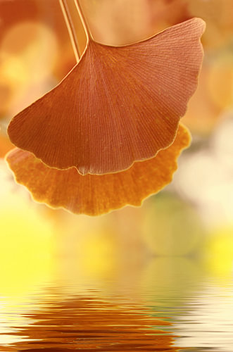 Ginkgo doré