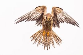 Rotfußfalke (Falco vespertinus)