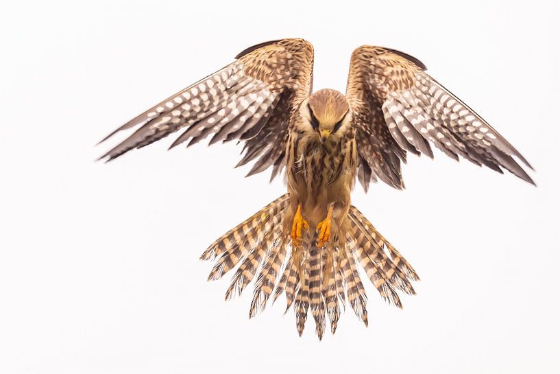 Red-legged falcon (Falco vespertinus) by Gert Hilbink