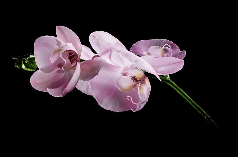 Orchid by Raymond Huizinga