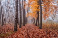 Bomenlaan Herfst Drunen