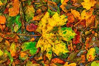 Herbstblätter 2020 von Alround fotograaf Minou Spits Miniaturansicht