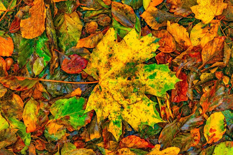 Herbstblätter 2020 von Alround fotograaf Minou Spits