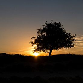 Zonsondergang Dwingelderveld van Ester Overmars