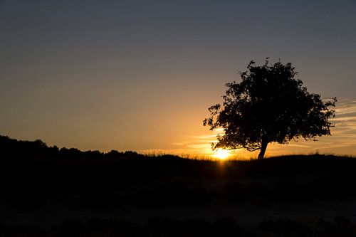 Zonsondergang Dwingelderveld