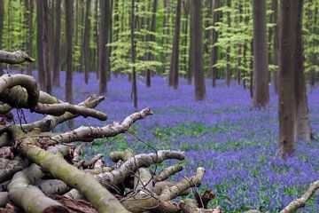 The Hallerbos by Menno Schaefer