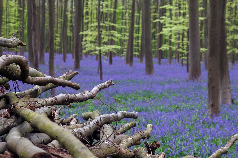 Les Hallerbos par Menno Schaefer