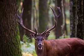 Deer at the rut by Gert-Jan Nijskens