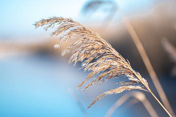 Eiskalte Gelassenheit