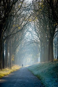 Arbres de l'avenue Sunrise sur Willian Goedhart