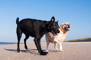 Twee spelende honden op het strand van Annelies Cranendonk