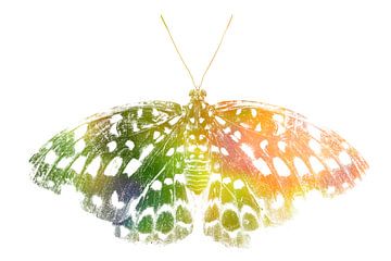 Schmetterling | Farbexplosion von Femke Ketelaar