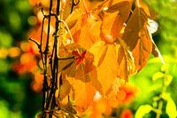 Herfstbladeren