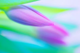 tulpen/tulips by Petra van der Spek