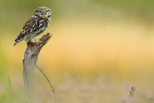 Steenuil op boomstam in laatste licht