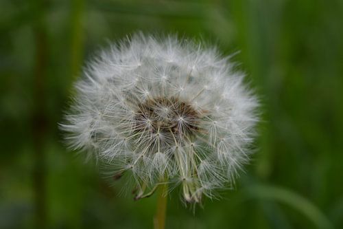 Paarden bloem pluis