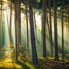 Licht im Wald von Martin Wasilewski